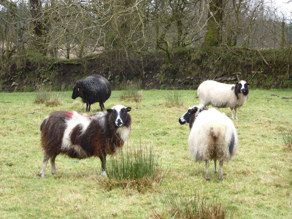 Expectant Ewes